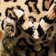 Testerman Animal Print Indoor Rug