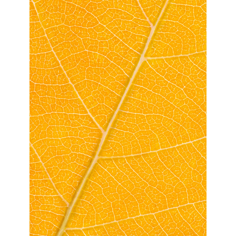 Autumn Leaf Print by Philippe Monthoux, Black Framed Paper, Orange, 32" H x 24" W