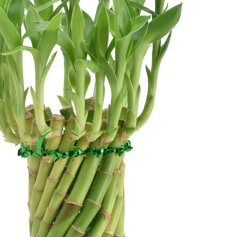 Tornado Lucky Bamboo in Beige Ceramic Planter