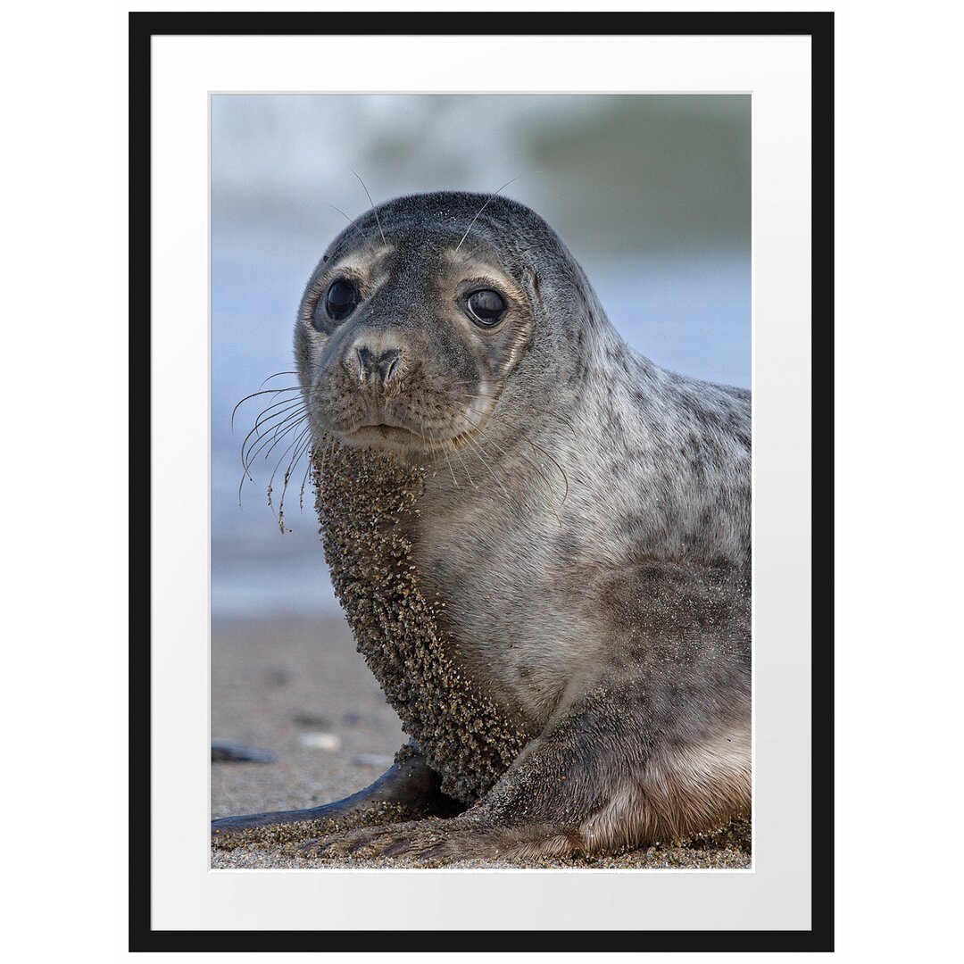 Gerahmtes Poster Niedliche Robbe am Strand