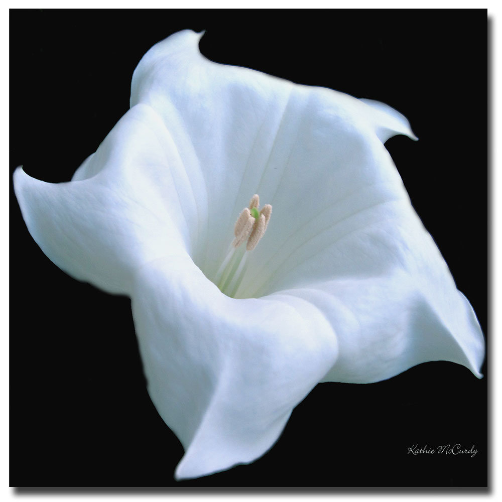 "Moonflower Black and White" by Kathie McCurdy Framed Photographic Print on Wrapped Canvas Trademark Fine Art 