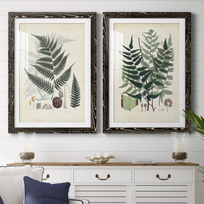 Collected Ferns VI " Collected Ferns VI " 2 - Pieces Painting Print
