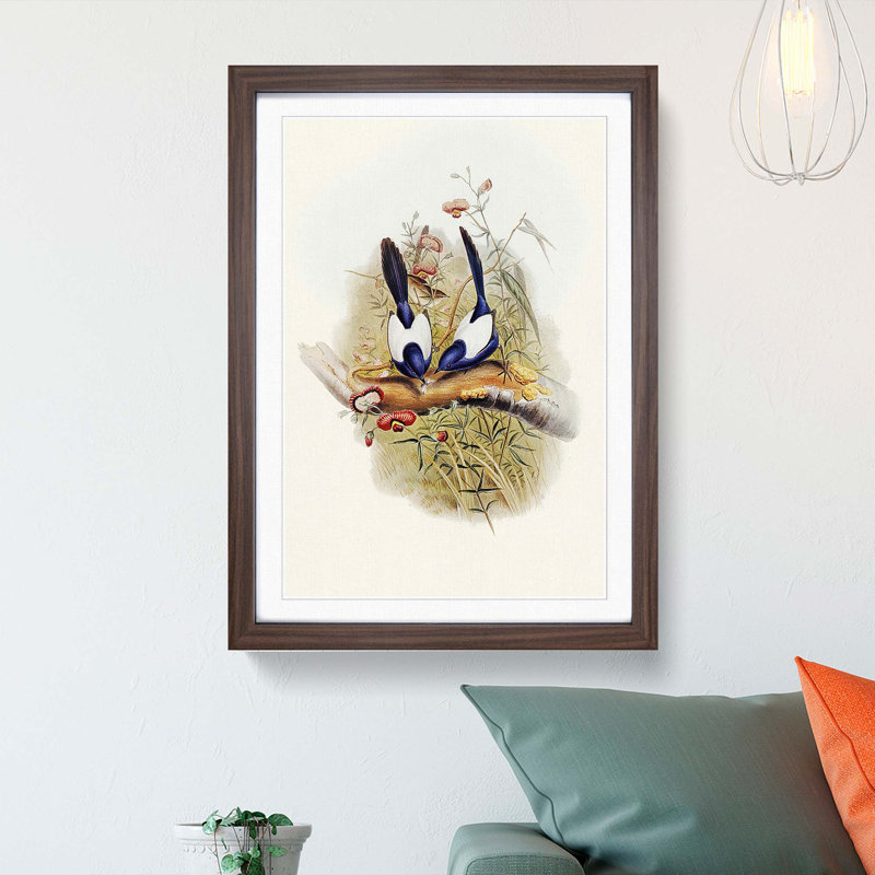 Superb Warblers by Elizabeth Gould - Picture Frame Art Prints, Walnut Framed, 48cm H x 36cm W x 2cm D