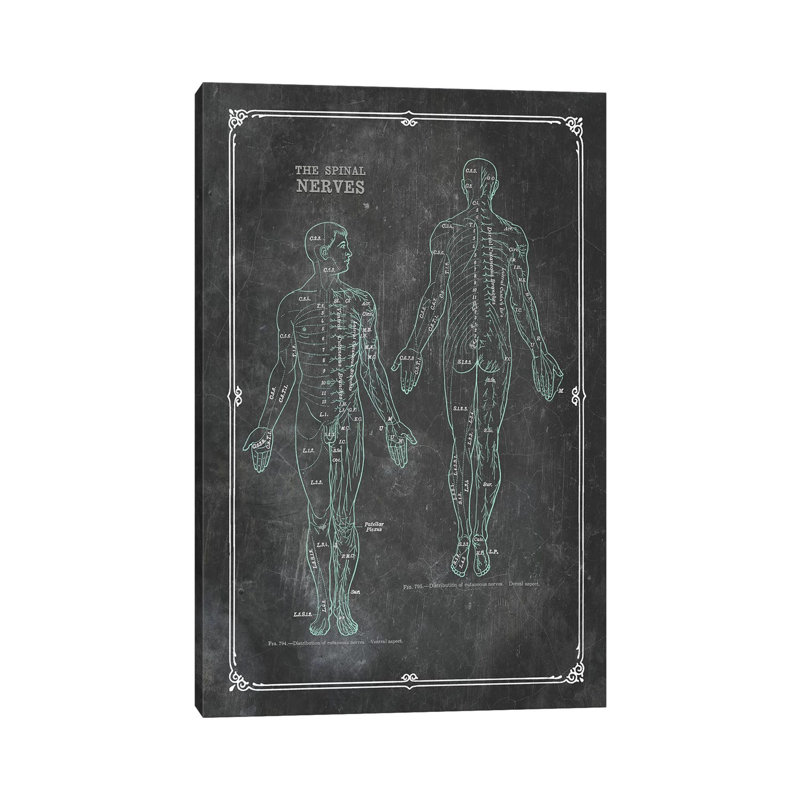 «Anatomy Of The Spinal Nerves» par Chartsmartdecor, impression sur toile tendue, H 18 po x l 12 po x 1,5 po