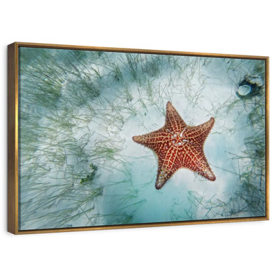 Étoile de mer peu profonde