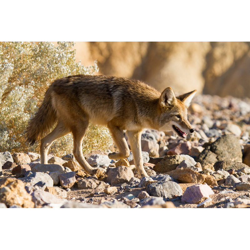 Coyote In National Park by Mandj98 - Wrapped Canvas Print, 30cm H x 46cm W