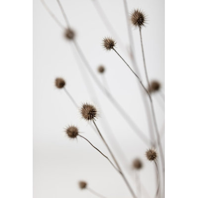 Thistle 06