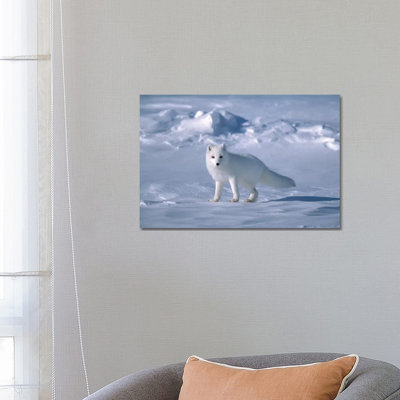 Arctic Fox In Spring, North Slope, Alaska by Yva Momatiuk & John Eastcott - Wrapped Canvas Print