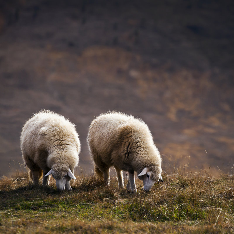 Sheep by GoodLifeStudio - No Frame Art Prints on Canvas, 51cm H x 51cm W