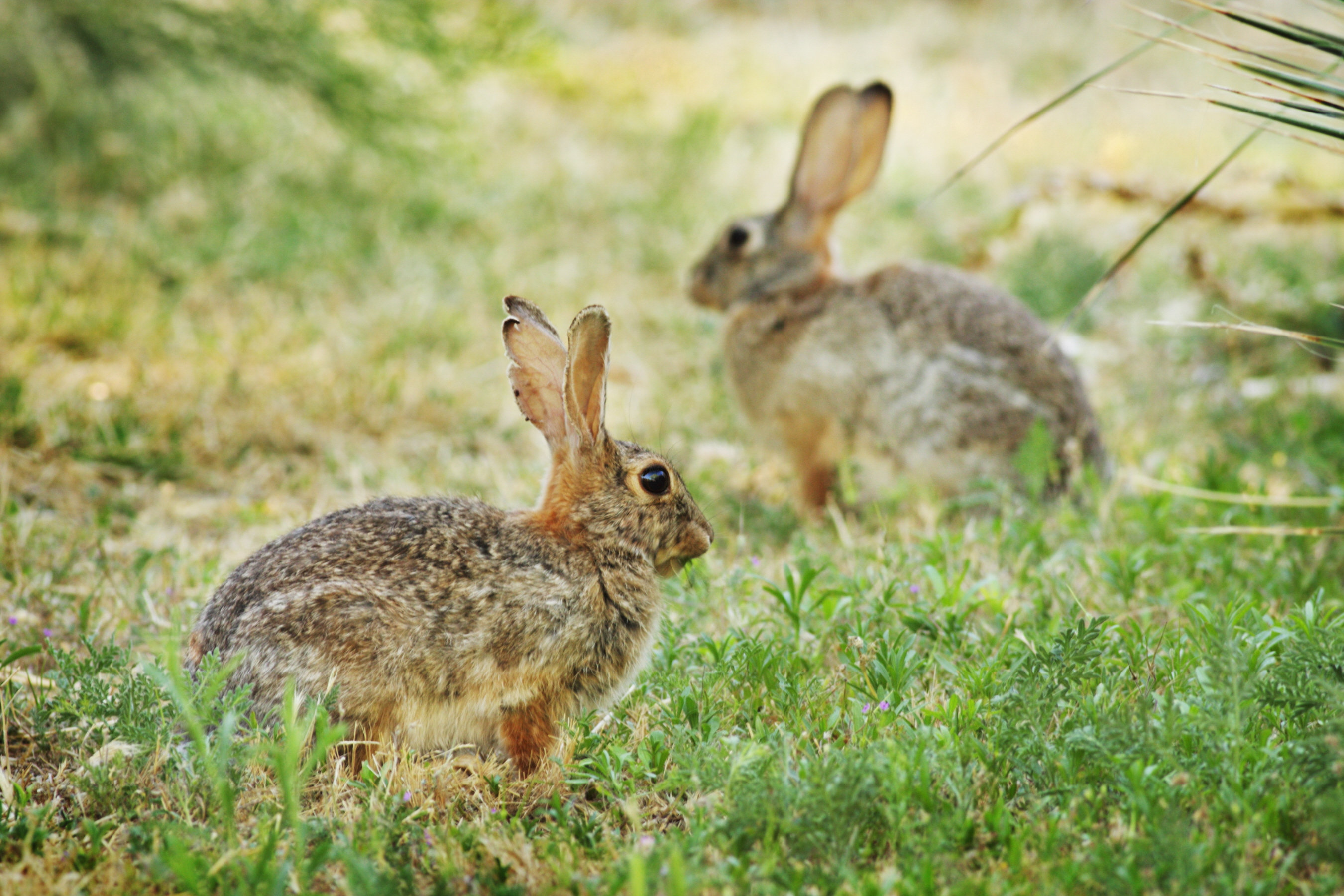 Gracie Oaks Rabbit Eating by Chuckschugphotography | Wayfair