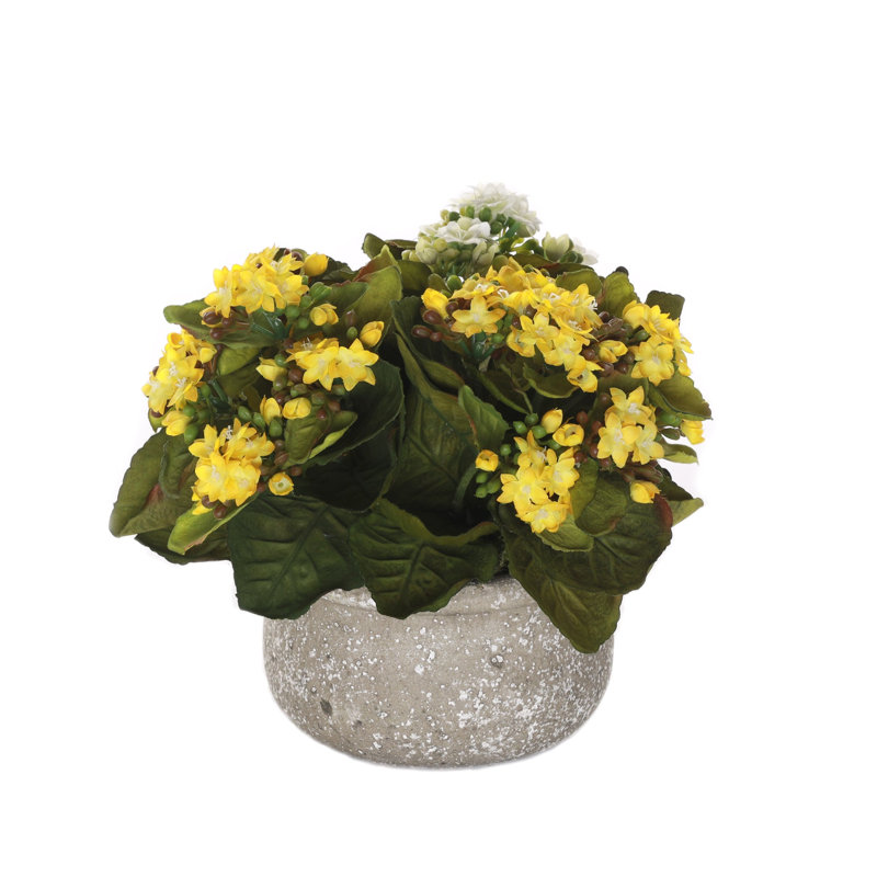 Arrangement de roses en pot, Blanc / jaune