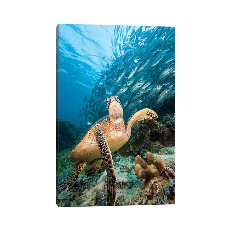 Green Sea Turtle And Schooling Bigeye Jacks, Sipadan Island, Malaysia - Wrapped Canvas Print