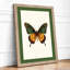 Specimen Butterfly Botanical - Framed Print-1769054379-1769054389