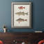 " Species Of Antique Fish II "-834072929