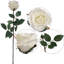 Tige de roses-349111187-306529871