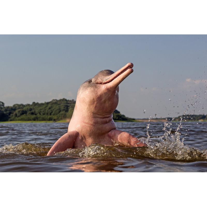Amazon River Dolphin - Wrapped Canvas Print, 81cm H x 122cm W x 3.8cm D