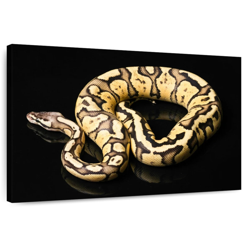 Brampt Female Python Snake, 8" H x 12" W