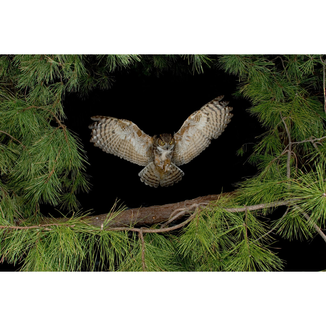 Eule fliegt bei Nacht von Stanley - Leinwandbild