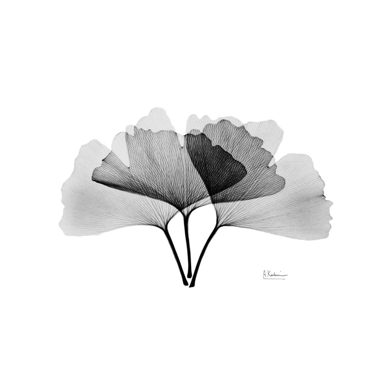 «Inverted Ginko II» par Albert Koetsier, reproduction d'art sur toile tendue, H 26 po x l 40 po x P 1,5 po