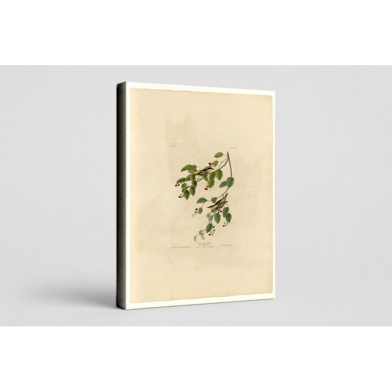 Fauvette carbonatée, planche 60 (1827-1838) - Portrait, art mural sur toile, 14" W x 11" H