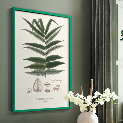 Botanical Society Ferns XII Framed Print - Solid Wood