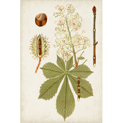 Feuilles antiques