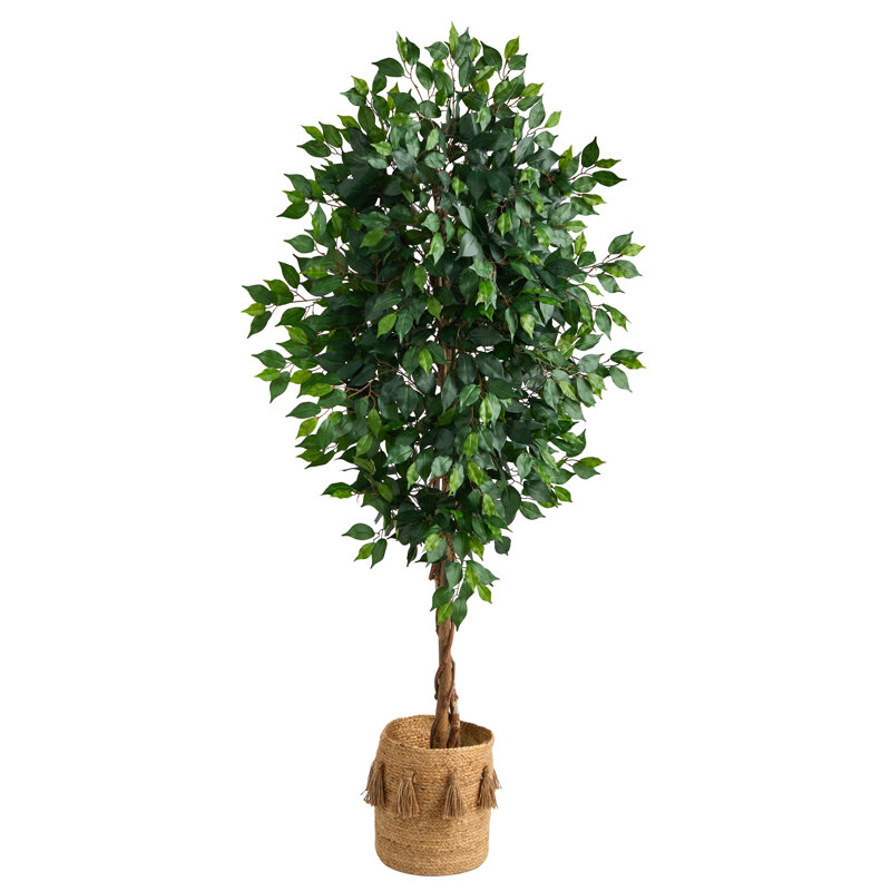 72'' Faux Ficus Tree in Burlap, Cotton Planter