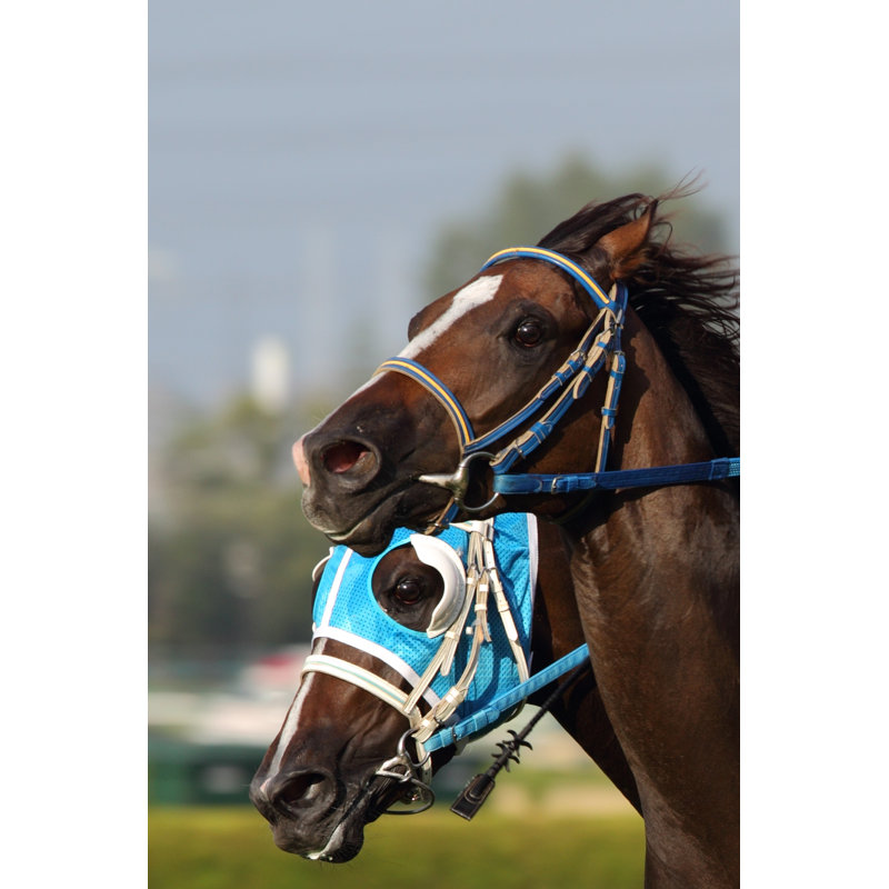 Two Brown Racing Horses by Winhorse - Wrapped Canvas Print, 91cm H x 61cm W