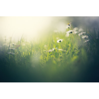 «Morning in The Field» par Jeja