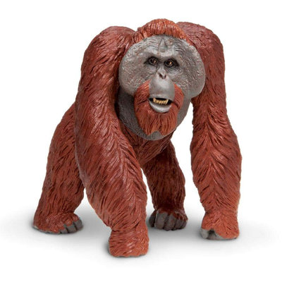 Orang-outan de Bornéo