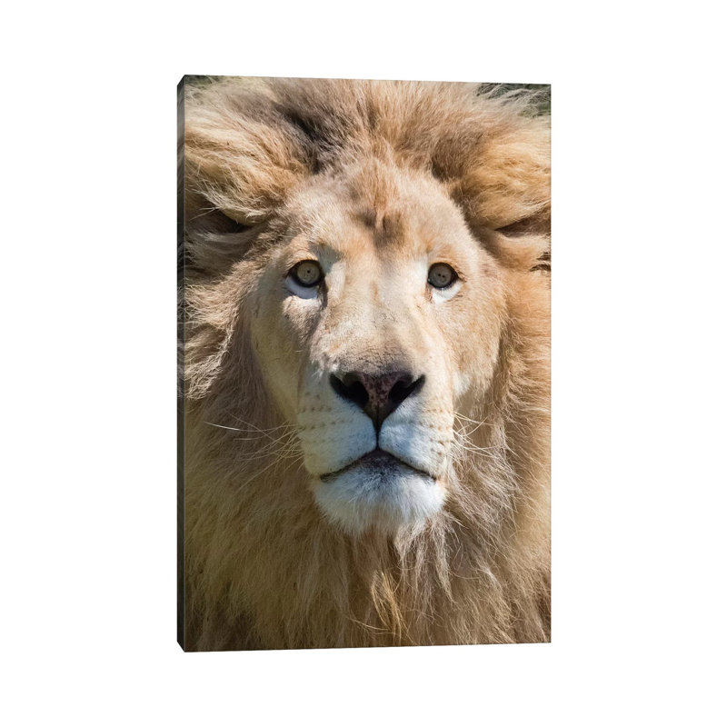 Lion Western Cape Province, South Africa by Keren Su - Wrapped Canvas Print