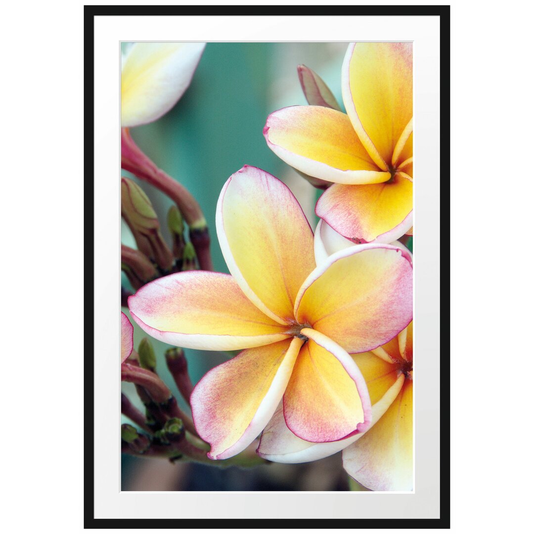 Monoi Blumen auf Hawaii Gerahmter Fotokunstdruck Poster