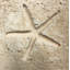 6" x 6" Cement Star Fish Fossil Impression Medallion Tile in Buff