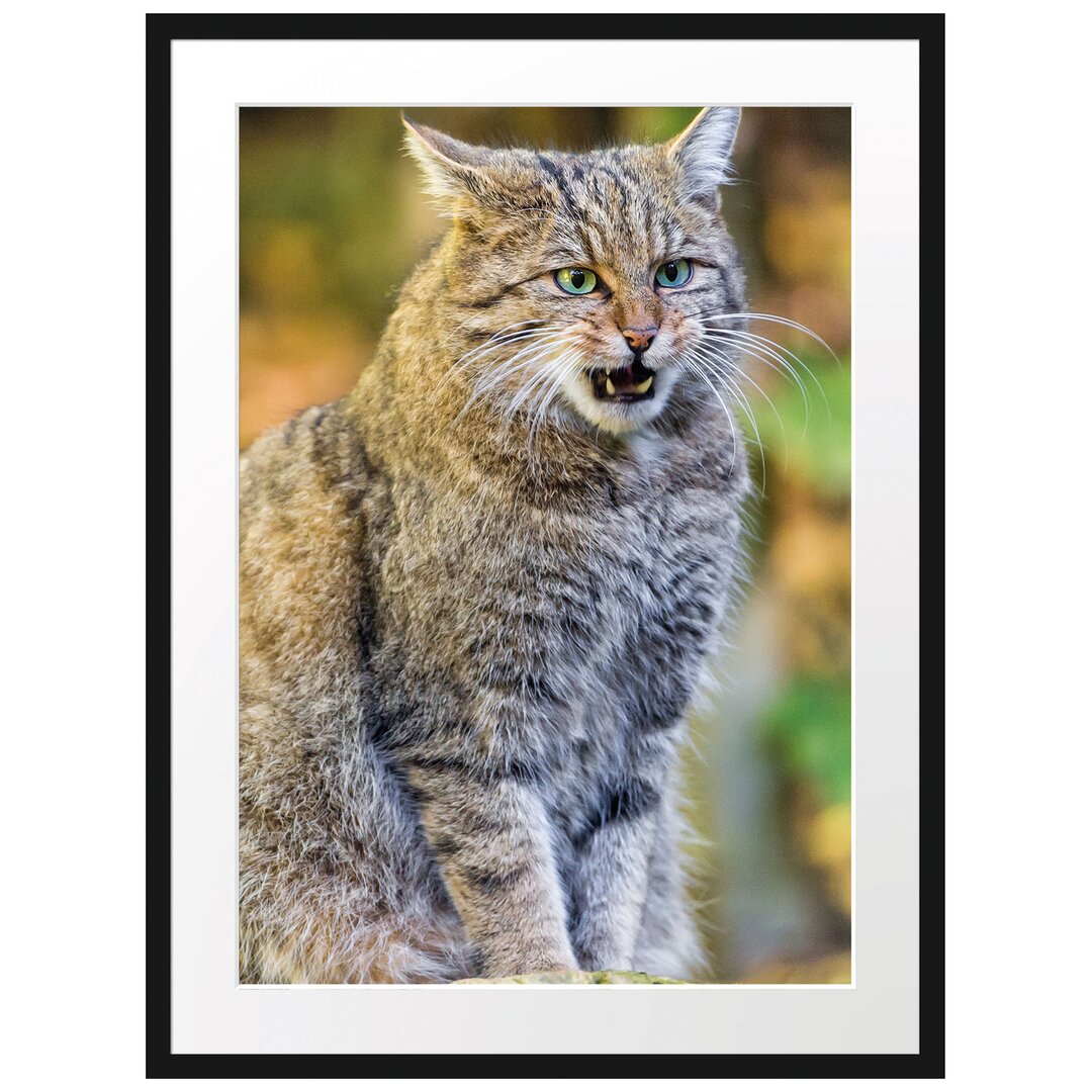 Gerahmtes Poster Manul auf Baumstamm