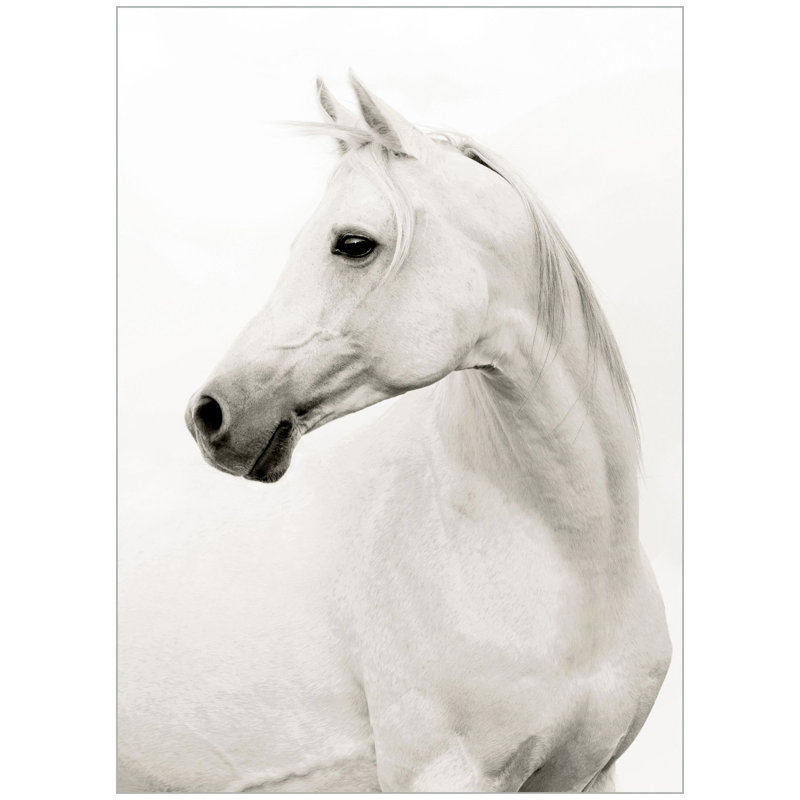 Portrait Of A Stallion Print