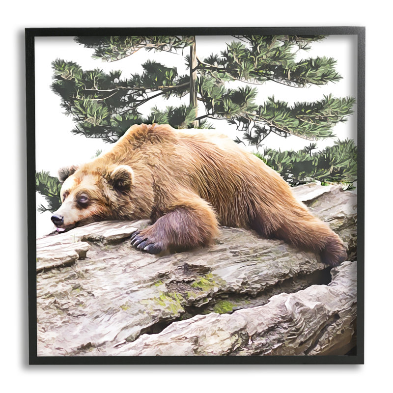 Ours brun endormi - impression, Giclée encadrée noir minuit, H 24 po x l 24 po x P 1,5 po