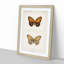Regal Fritillary Butterfly by S.F. Denton - Picture Frame Painting Print-55598577-55598579