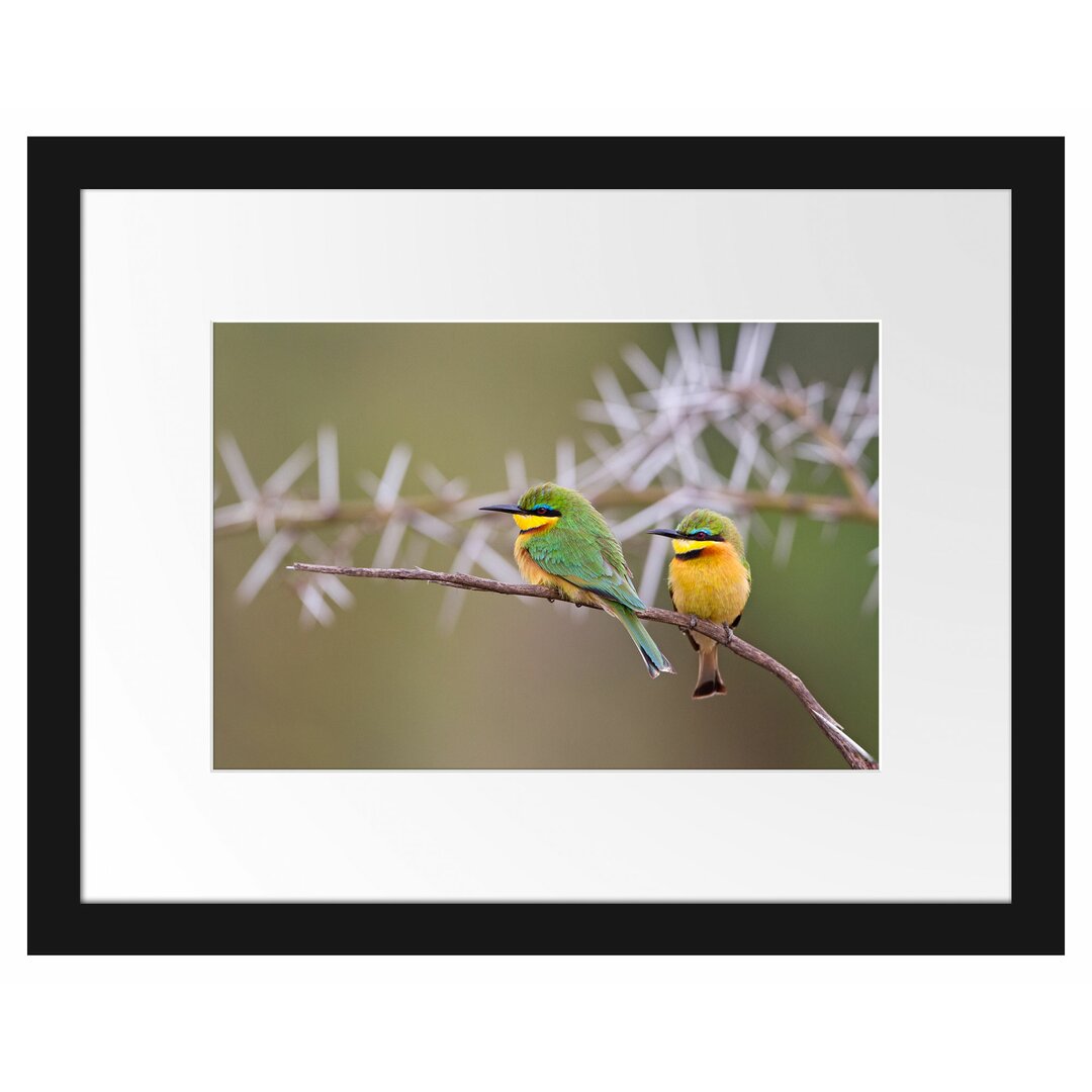 Gerahmtes Papierbild - Fotografie „Birds on a Branch”