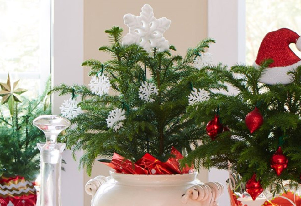 Christmas Trees