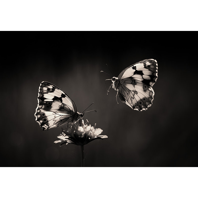 Wrapped Canvas Print, 76.2 cm H x 50.8 cm W