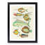 East Indies Fish Illustrations XVI by Louis Renard - Picture Frame Graphic Art Print-55537070-55537069
