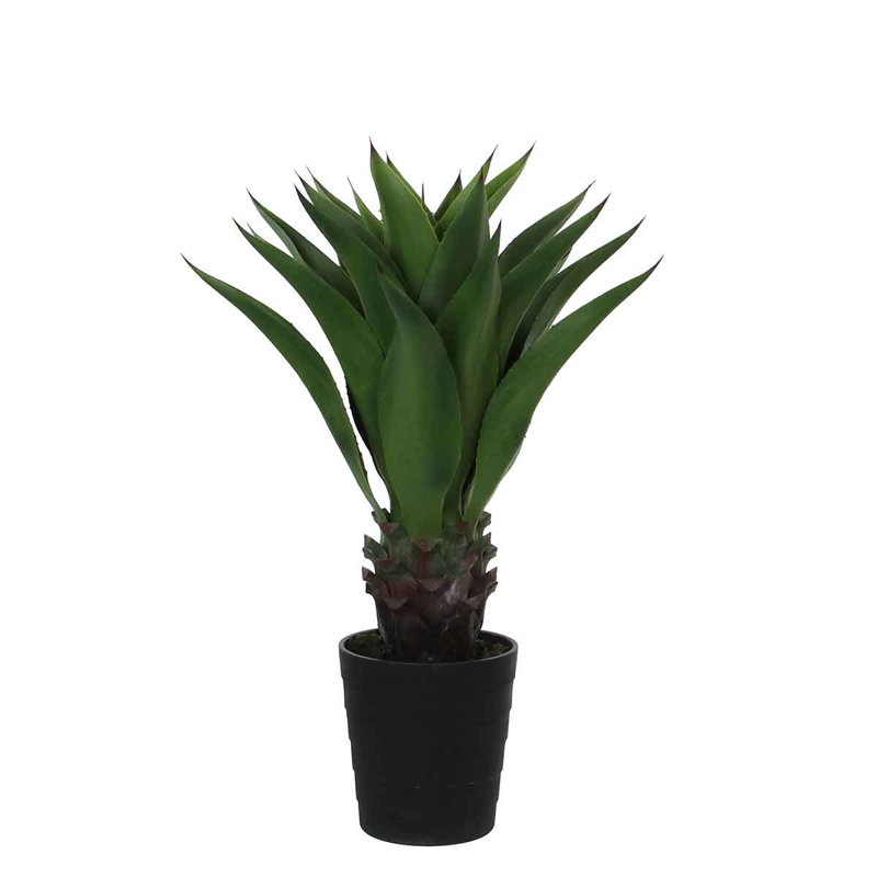 80cm Agave Plant in Pot