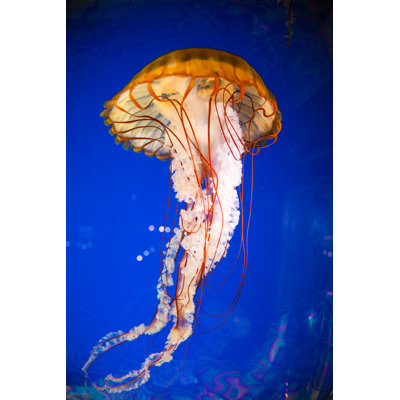 Jellyfish by Tpuerzer