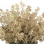 Seeded Eucalyptus Arranged in a Fiberstone Pot-152904423-152904422