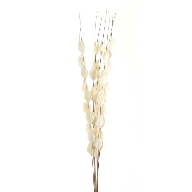 Antioca Arrangement