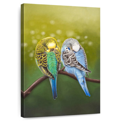 Budgie Siesta