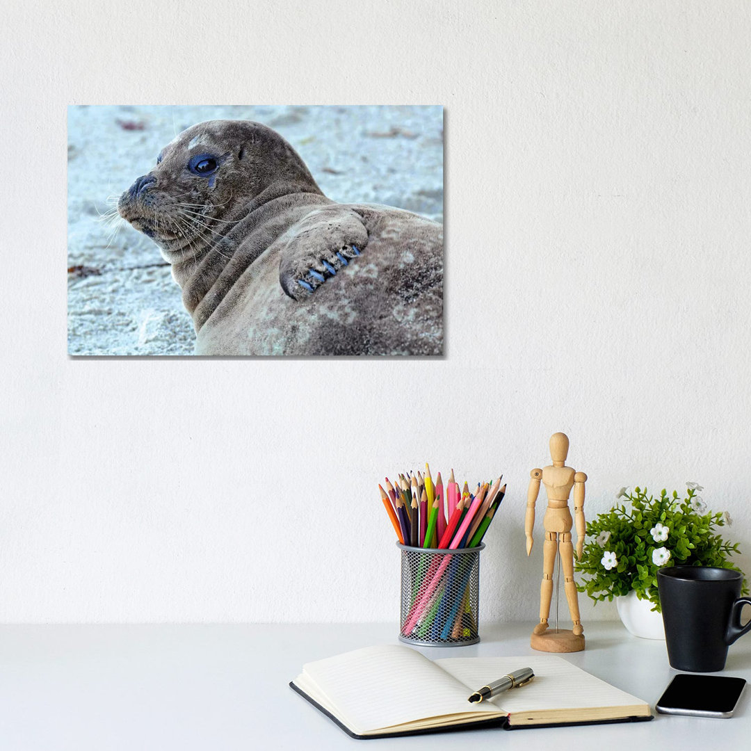 Seal Pup by Brian Wolf - Wrapped Canvas Print