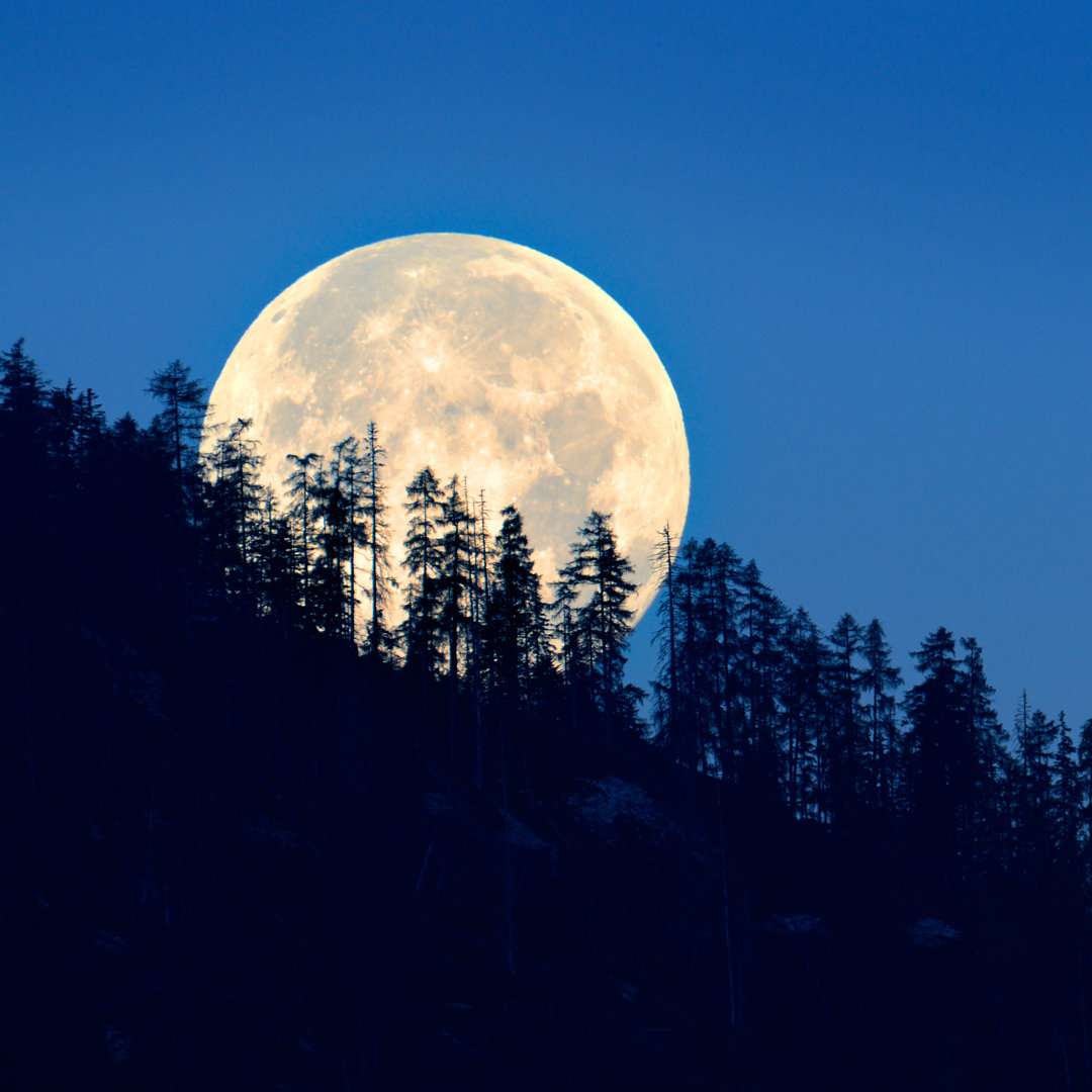 Vollmond, der durch die Bäume scheint von FR - Leinwandbild