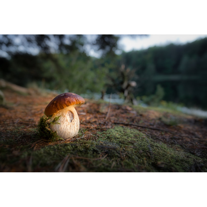 Porcini Mushroom By Lake par Peter Vahlersvik, H 32 po x l 48 po
