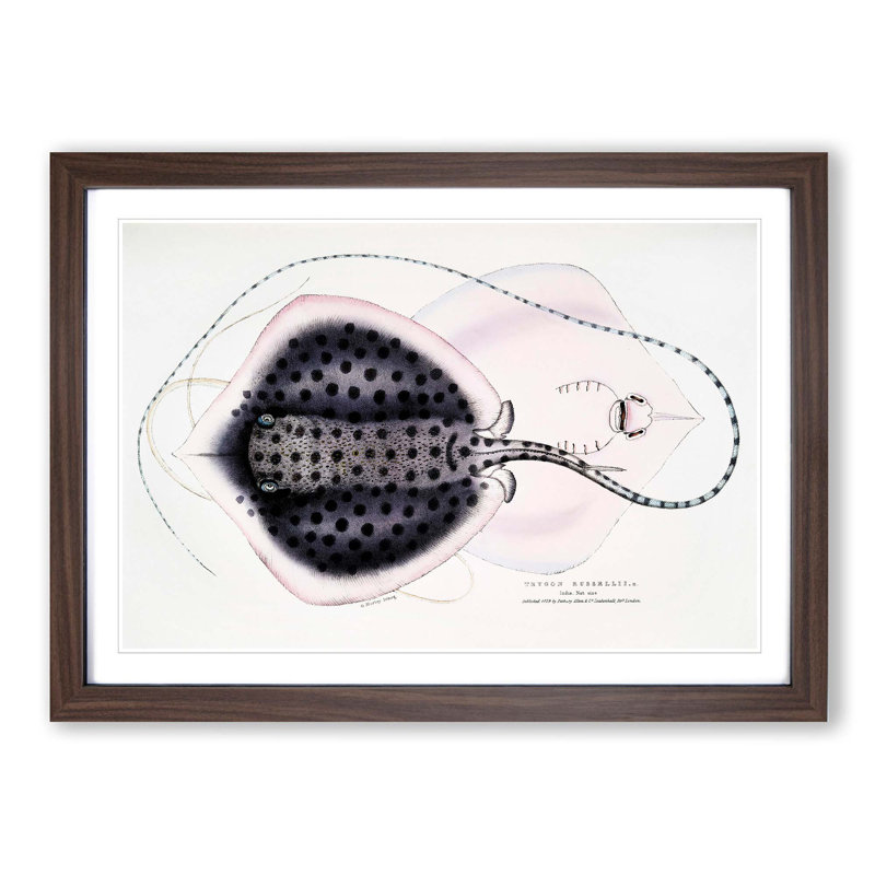 Stingray Illustration by John Edward Gray - Picture Frame Graphic Art Print, 36cm H x 48cm W x 2cm D, Walnut Framed